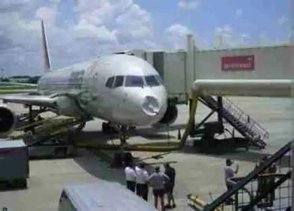 Strange Birds Attacks British Airways Which Caused Serious Damages (Photos)